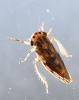 Agallia consobrina